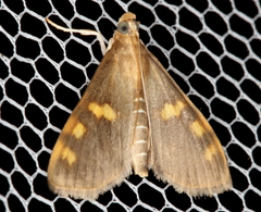 Rehimena surusalis
