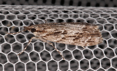 Scoparia philonephes