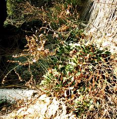 Limonium hierapetrae