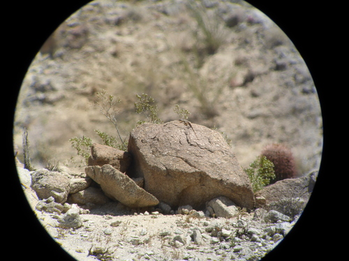 iNaturalist observation photo of Baja California Collared Lizard