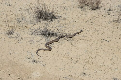 East-Four-lined Ratsnake, Muynak District, Republic of Karakalpakstan, Uzbekistan, photo 10 of 10