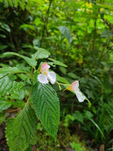 Impatiens burtonii