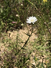 Rafinesquia californica