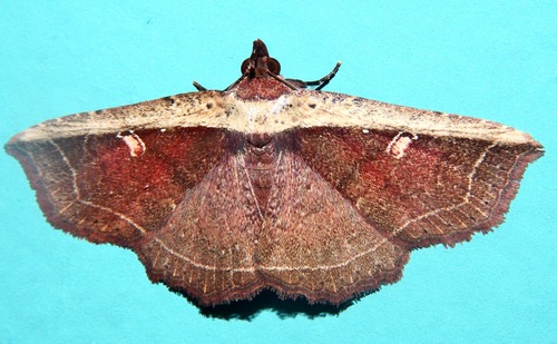 Leptotroga