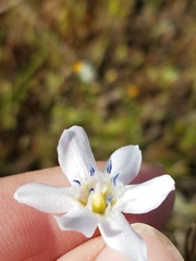 Triteleia lilacina