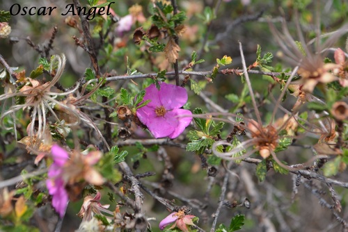 Pink Cliffrose