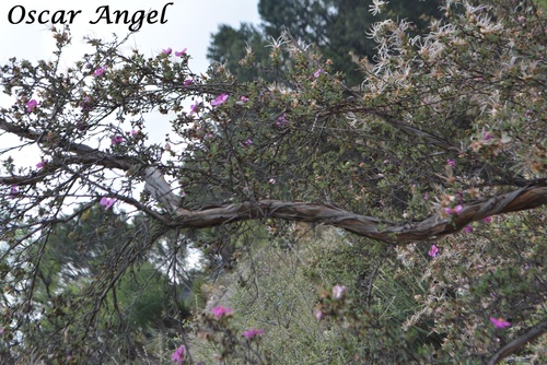 Pink Cliffrose