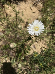 Rafinesquia californica