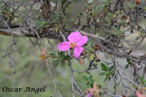 Pink Cliffrose