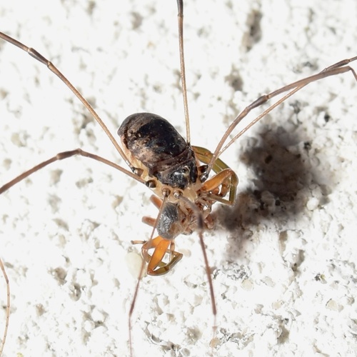 Leiobunum blackwalli