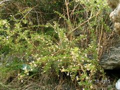 Lycium schweinfurthii