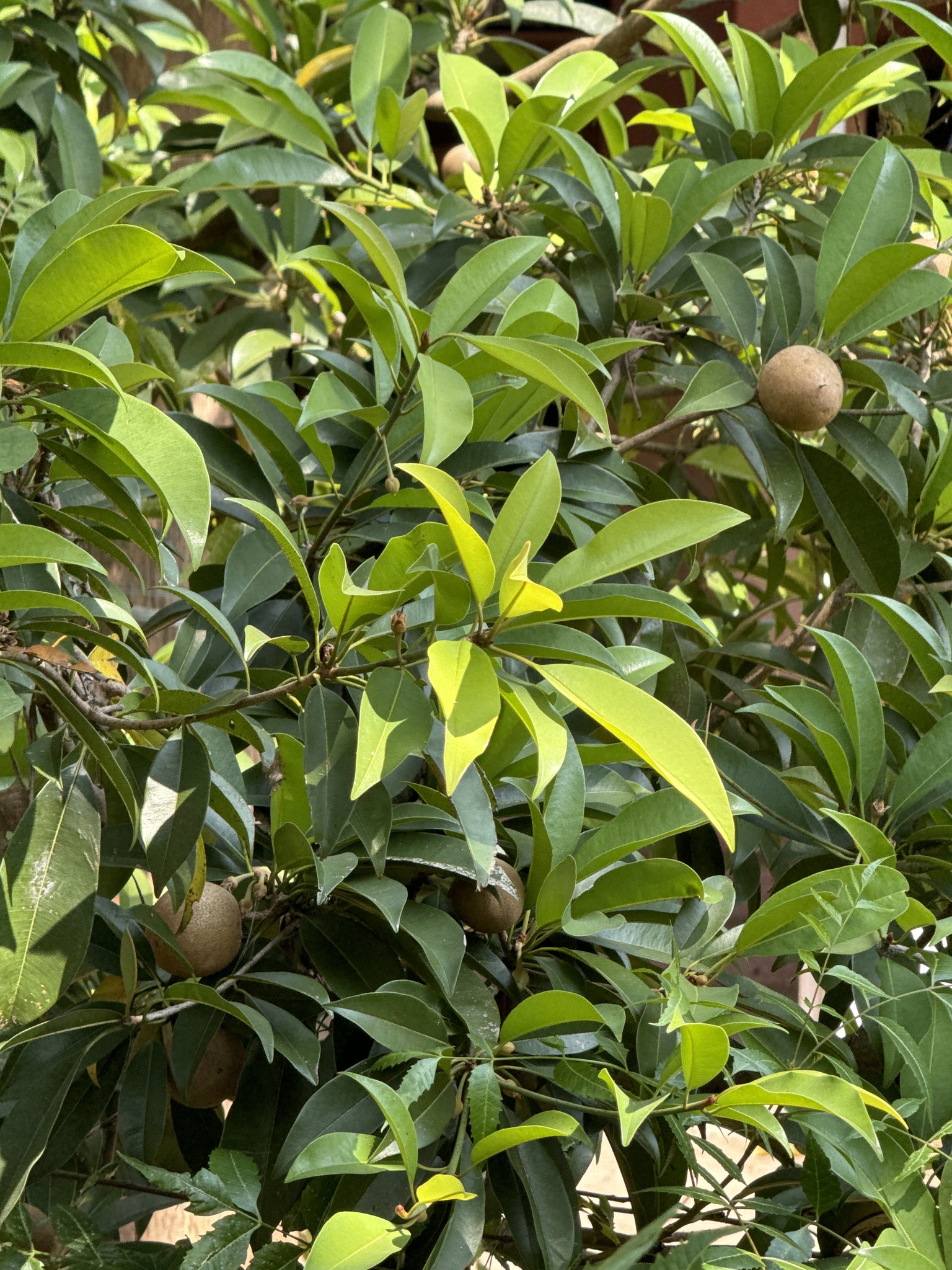 Imagem de Sapoti