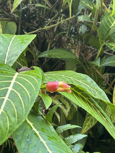 Foto de Sanquézia