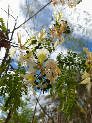 Delonix leucantha