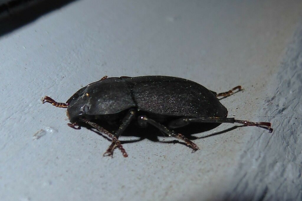 Mimopeus from Waikouaiti, New Zealand on January 12, 2024 at 0951 PM