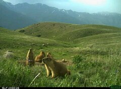 Menzbier's Marmot photo 4