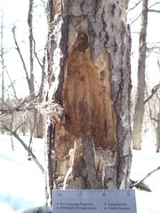 Melanerpes carolinus