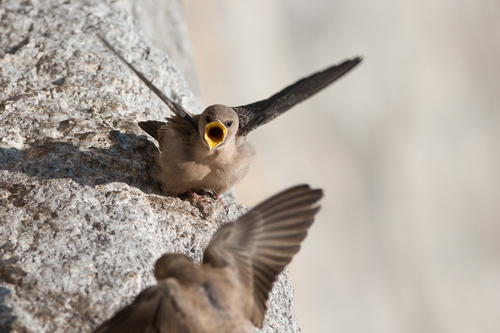 Hirondelle de rochers