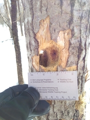 Melanerpes carolinus