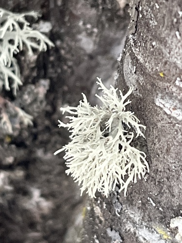 Ramalina roesleri