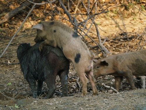 Capybara photographed in Florida