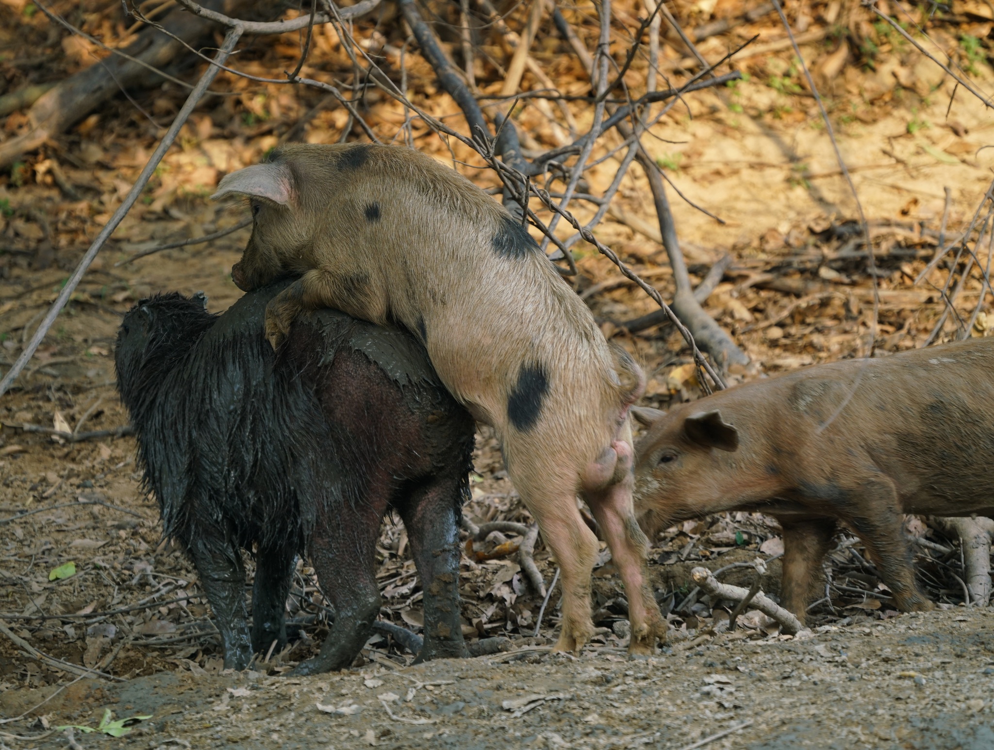 Capybara