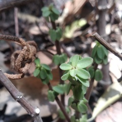 Peperomia leptophylla