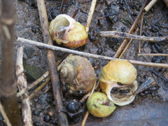 Amphibola crenata