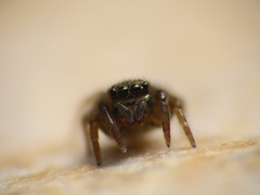 Euophrys