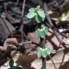 Peperomia leptophylla