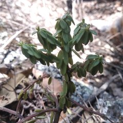 Peperomia leptophylla