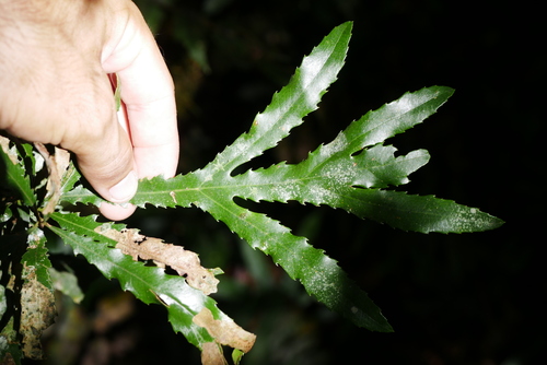 Image of Orites excelsus by (c) Lucas Christofides, some rights reserved (CC BY)