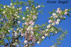 Mimosa aculeaticarpa biuncifera