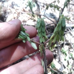 Peperomia leptophylla