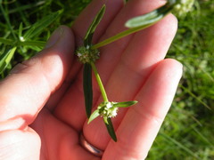 Spermacoce natalensis