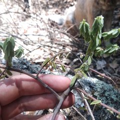 Peperomia leptophylla