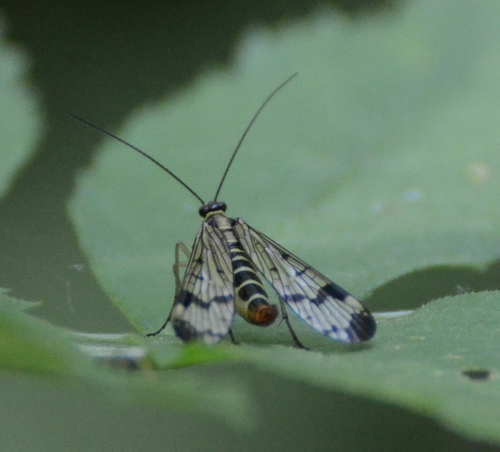 Panorpa communis