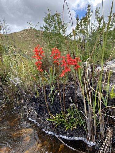 Disa cardinalis, photograph 2