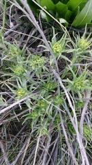 Lithospermum ruderale