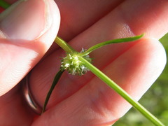 Spermacoce natalensis