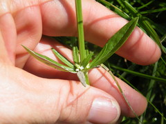 Spermacoce natalensis