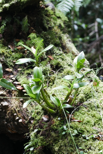 Image of Dendrobium falcorostrum by (c) Lucas Christofides, some rights reserved (CC BY)