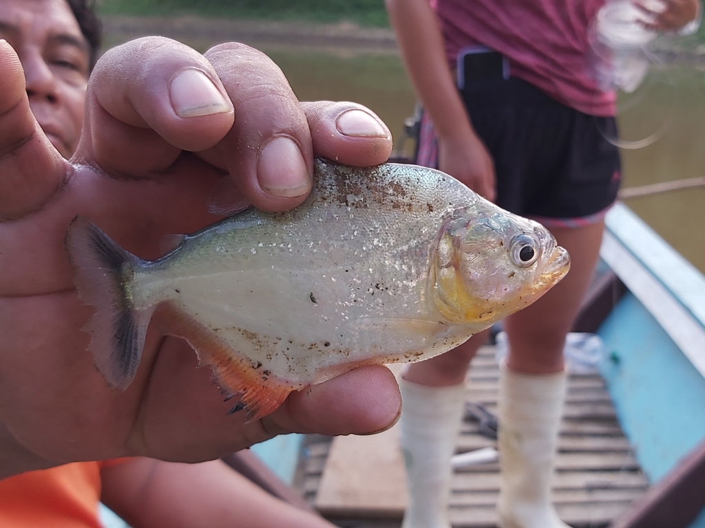Holland's Piranha