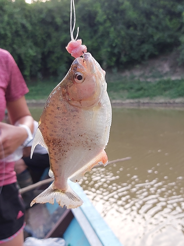 Pirambebas