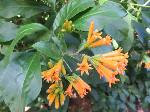 Cestrum aurantiacum