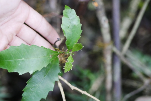 Image of Polyosma cunninghamii by (c) Lucas Christofides, some rights reserved (CC BY)