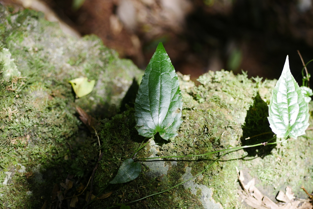 Stinging Vine from O'Reilly QLD 4275, Australia on January 22, 2024 at ...