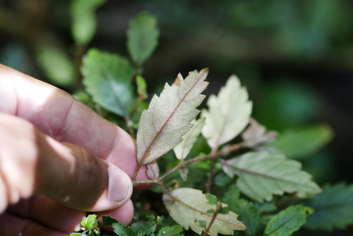 Image of Fieldia australis by (c) Lucas Christofides, some rights reserved (CC BY)