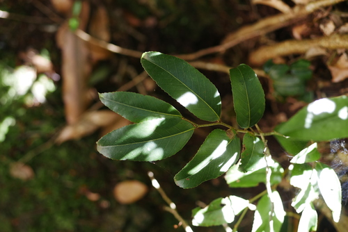 Image of Nothofagus moorei by (c) Lucas Christofides, some rights reserved (CC BY)
