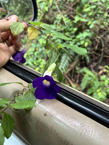 Foto de Margarida-de-Deus